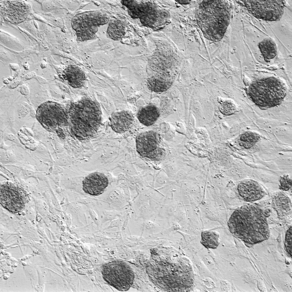 Cell differentiation and multipotency