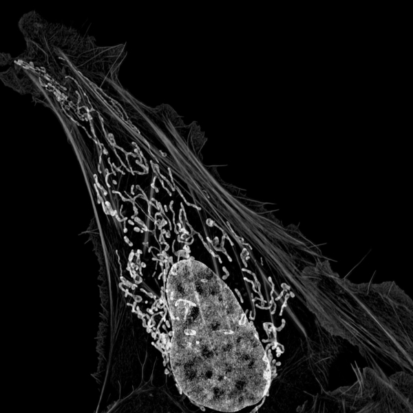 Stem cell / deficient cell interaction